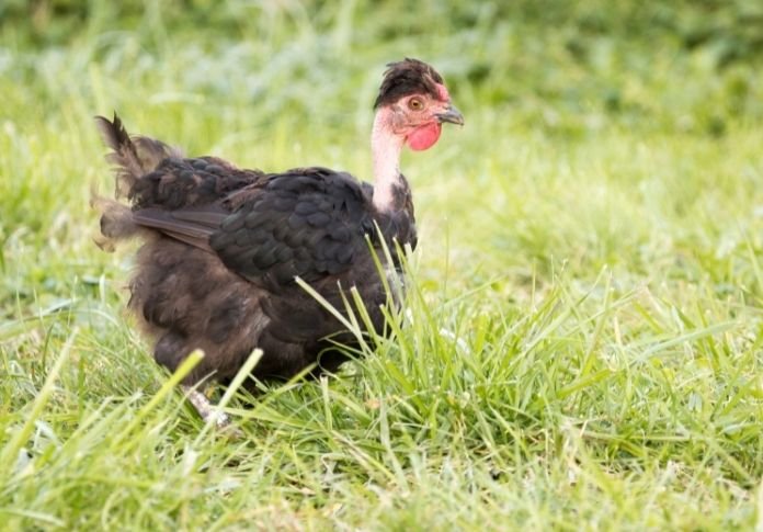 các loại thức ăn cho gà đá,Thức ăn cho gà đá: Những món ăn ngon và bổ dưỡng các loại thức ăn cho gà đá,Thức ăn cho gà đá: Những món ăn ngon và bổ dưỡng