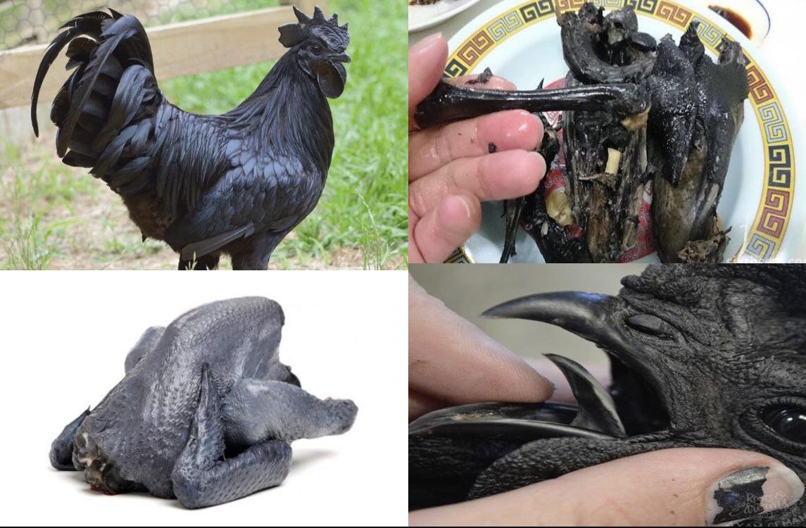 đá gà thomo ngày hôm nay trực tiếp đá gà thomo ngày hôm nay trực tiếp