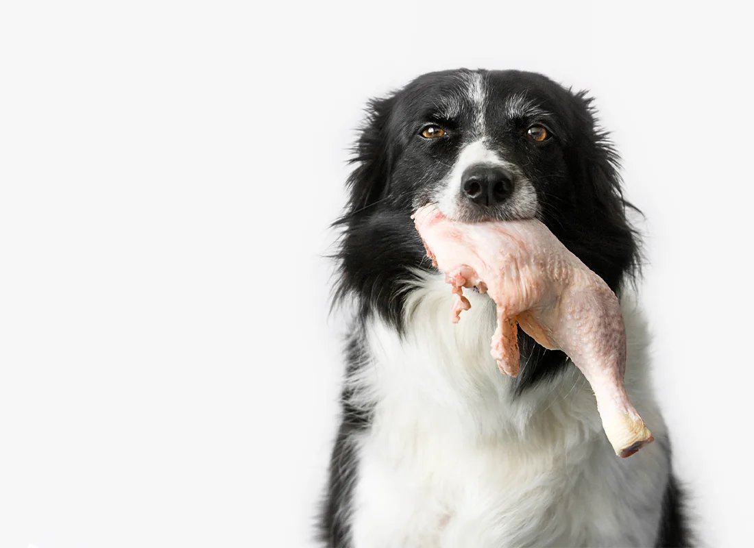 giống gà đá cựa sắt giống gà đá cựa sắt